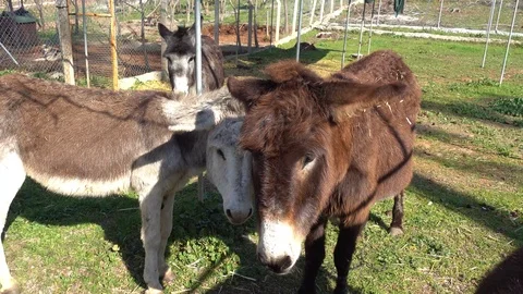 Group of cute friendly donkeys Stock Footage 85963717