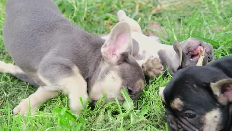 Group of cute funny multi-colored french bulldog puppies play funny in the Stock Footage 201912247