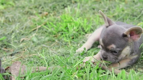 Group of cute funny multi-colored french bulldog puppies play funny in the Stock Footage 201912264