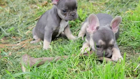Group of cute funny multi-colored french bulldog puppies play funny in the Stock Footage 201912283