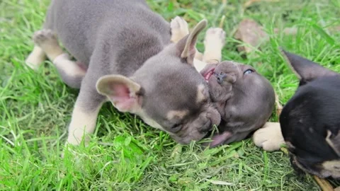 Group of cute funny multi-colored french bulldog puppies play funny in the Stock Footage 201912301