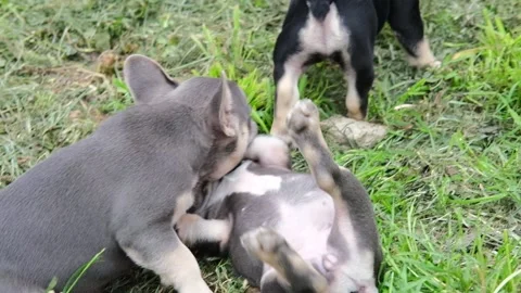 Group of cute funny multi-colored french bulldog puppies play funny in the Stock Footage 201912342