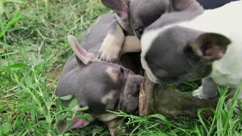 Group of cute funny multi-colored french bulldog puppies play funny in the Video stock 276388669