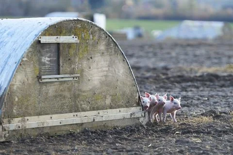 Group Of Cute Funny Piglets Looking Around Side Of Pig Ark In Farm Field Stock Photos