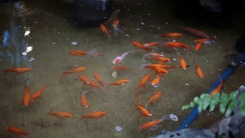 A group of cute gold fish at pet store swimming and interested Stock Footage 70779498