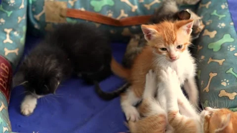 Group of Cute Kittens Playing and Wrestling in a Colorful Pet Bed 스톡 동영상 332686123
