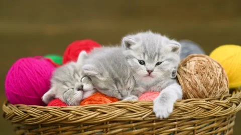 Group of cute kittens sleep together inside a basket with clews of thread Stock Footage 154920866