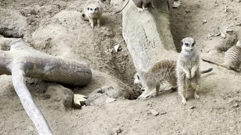 A group of cute meerkats interact playfully in a sandy habitat, exploring b.. Video stock 344398419