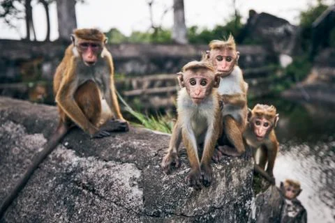 Group of cute monkeys Fotos de archivo