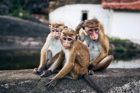 Group of cute monkeys Foto stock