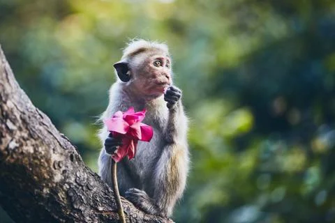 Group of cute monkeys 스톡 사진