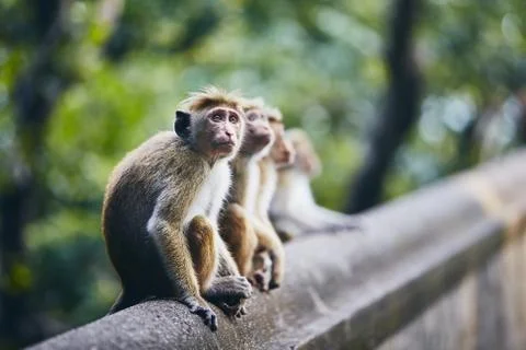 Group of cute monkeys Stock-Fotos
