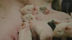 Pig Lactation - Breastfeeding Pig