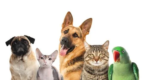 Group of cute pets on white background Stock Photos