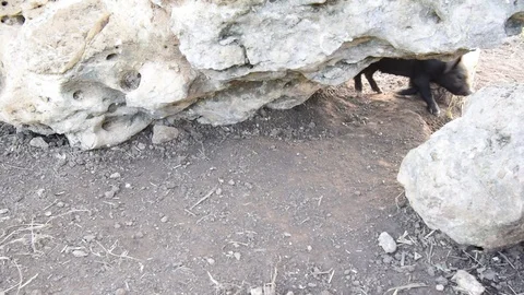 Group cute piglet. Stock Footage 98247141