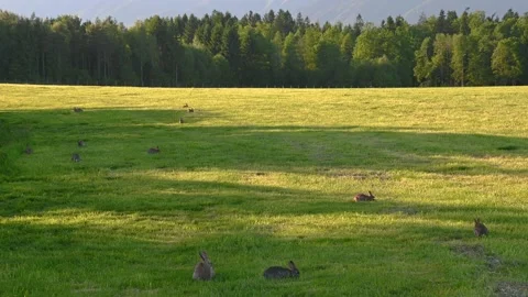 Group of cute rabbit nibbles on the grass chewing stem Stock-Footage 161242688