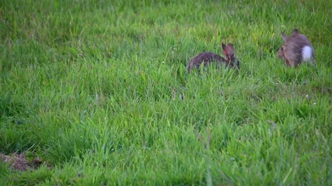 Group of cute rabbit nibbles on the grass chewing stem Stock Footage 163808797