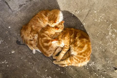 A group of cute similar-patterned cats curled up sleeping in a street under t 스톡 사진
