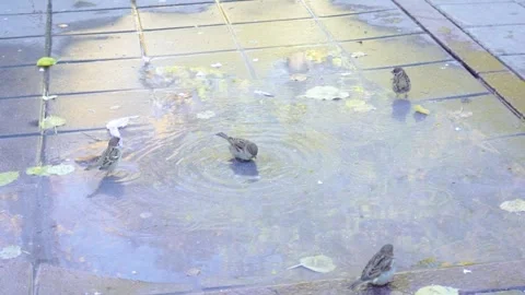 Group of cute small birds cleaning and taking a bath in puddle in slowmotion Stock Footage 264163437