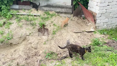 Group of cute small kittens playing on a sand pile outdoors Stock Footage 336306279