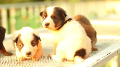 Group of cute small puppies sitting together outdoors. Stock-Footage 167376519