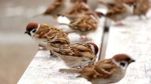 Group of cute sparrows standing and hopping on a wooden bench Stock Footage 333740220