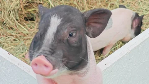 Group of cute Vietnamese pot-bellied mini piglets inside a white fence. Stock Footage 343094432