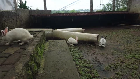 Group of cute white rabbits hopping and playing in a rural farm enclosure Video stock 346625453