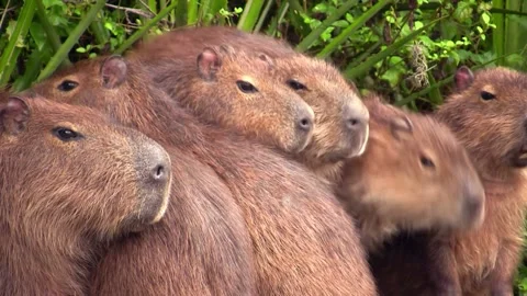 Group of cute wild capybaras resting near green foliage 库存影片 345944680