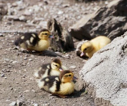 Group of cute yellow ducks Stock Photos