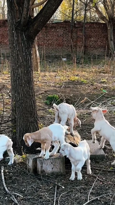 Group of cute young white baby goats playing in a rural farmyard Stock Footage 334635587