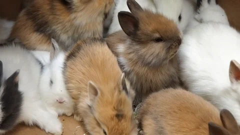 Group of cutes little rabbits Stock Footage