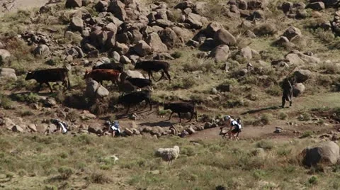 Group of cyclist riding pass herd of cows Stock Footage 12264420