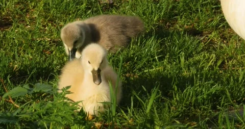 A group of cygnets Stock Footage 137612414