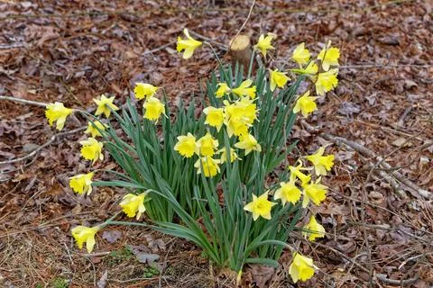 Group of daffodils in a forest Foto stock