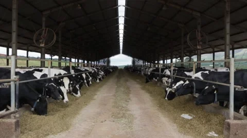 Group of dairy cows eating hay in modern animal welfare cowshed in Minas Gerais. Stock Footage 133530150