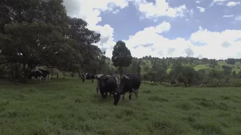 Group of dairy cows in the field 動画素材 220373366