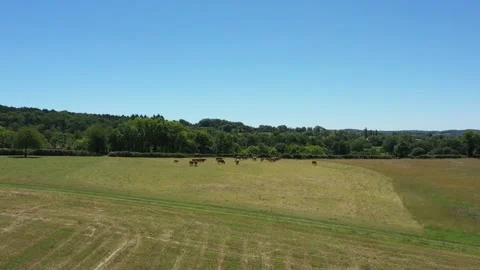 Group of dairy cows in a meadow Video stock 144757965