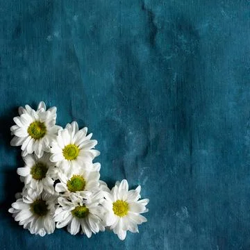 Group of daisies on a blue background Stock Photos