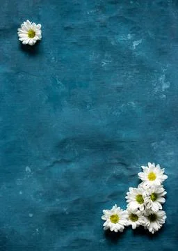 Group of daisies on a blue background Stock Photos