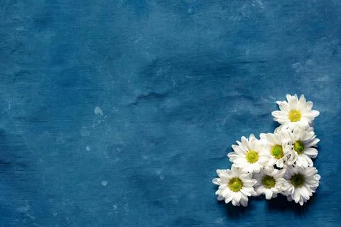 Group of daisies on a blue background Stock Photos