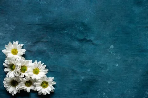 Group of daisies on a blue background Stock Photos
