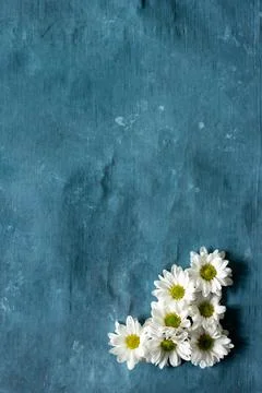 Group of daisies on a blue background Stock Photos