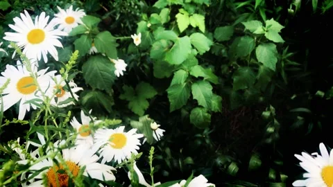 Group of daisies in a bush Stock Footage 134977932