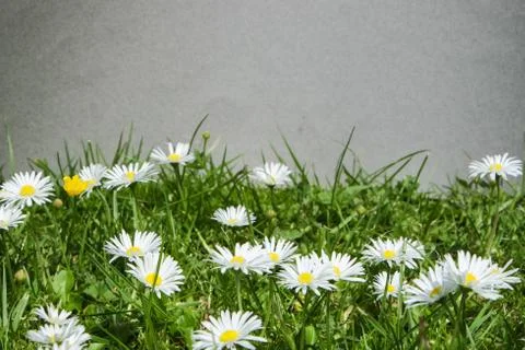 Group of daisies Stock Photos