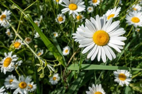 A group of daisies Stock Photos