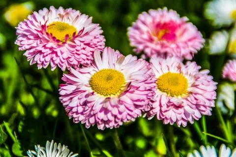 Group of daisy Stock Photos