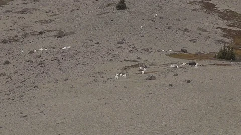 Group of Dall Sheep on mountain side Stock Footage 79010625