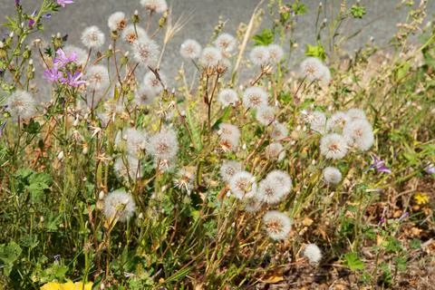 Group of dandelion flowers Foto stock