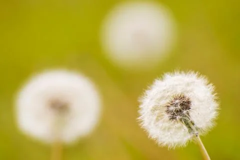 Group of dandelion 스톡 사진